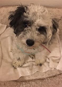maltipoo-on-doggie-bed